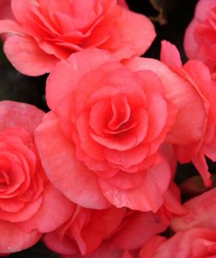 Rieger Begonia - Begonia x hiemalis 'Solenia® Dark Pink' from Betty's Azalea Ranch