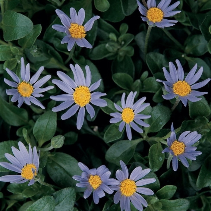 Forever Blue Blue Felicia Daisy - Felicia ''Forever Blue'' (Blue Felicia Daisy) from Betty's Azalea Ranch