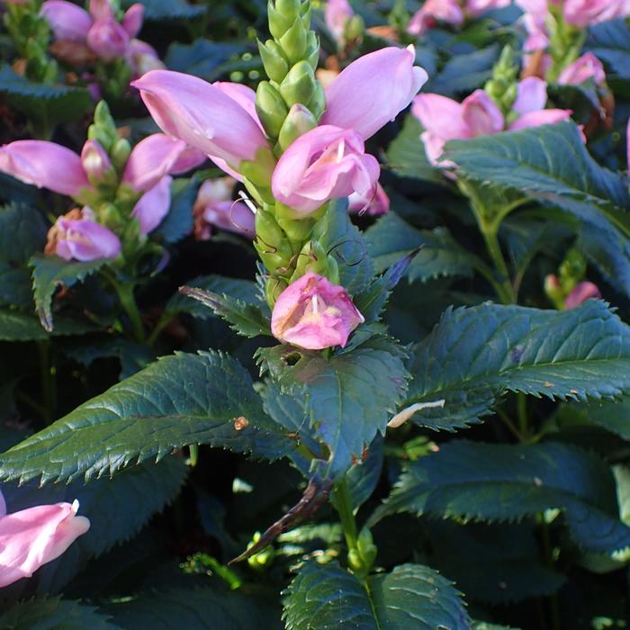 Pink Turtlehead - Chelone obliqua 'Tiny Tortuga' from Betty's Azalea Ranch