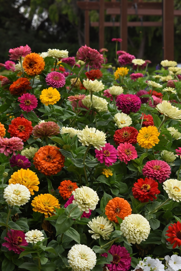 State Fair Mix Zinnia - Zinnia elegans ''State Fair Mix'' (Zinnia) from Betty's Azalea Ranch