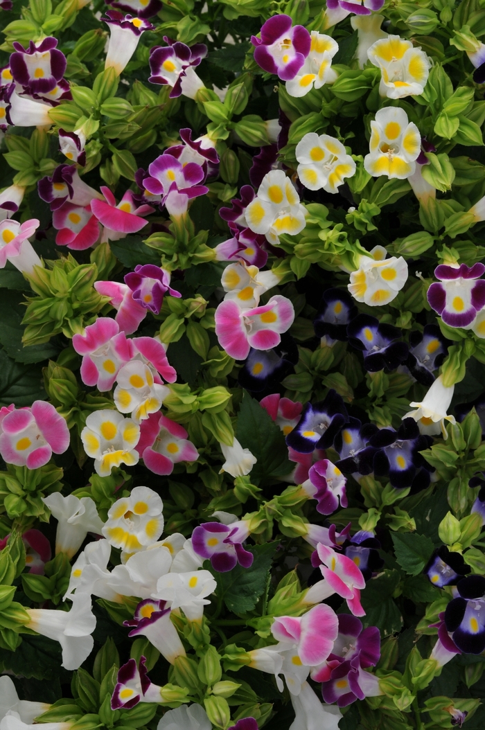 Kauai Mix Wishbone Flower - Torenia fournieri ''Kauai Mix'' (Wishbone Flower) from Betty's Azalea Ranch