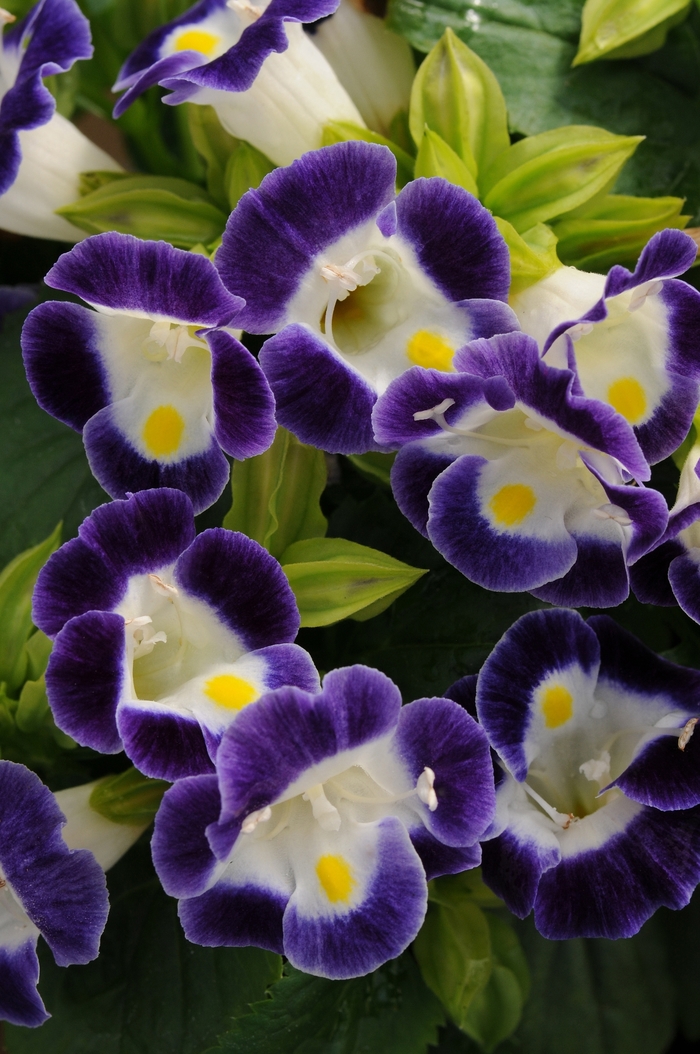 Kauai Blue & White Wishbone Flower - Torenia fournieri ''Kauai Blue & White'' (Wishbone Flower) from Betty's Azalea Ranch