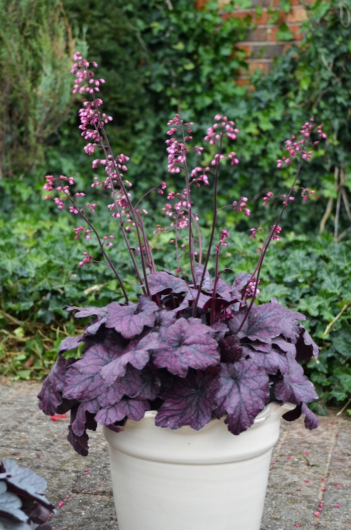 Coral Bells - Heuchera 'Electric Plum' from Betty's Azalea Ranch