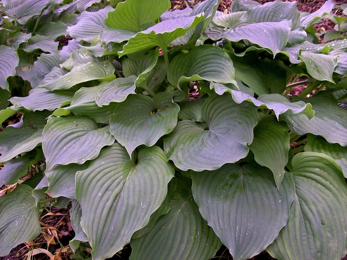 'Komodo Dragon' Hosta, Plantain Lily - Hosta from Betty's Azalea Ranch 'Komodo Dragon' Hosta, Plantain Lily - Hosta from Betty's Azalea Ranch