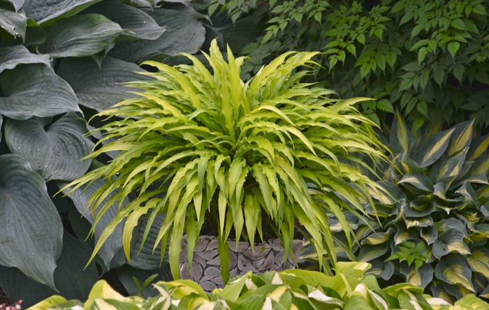 Hosta - Hosta 'Curly Fries' from Betty's Azalea Ranch