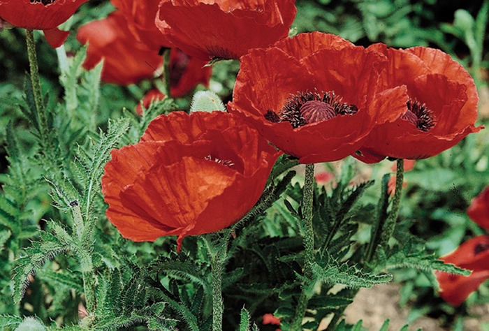 Beauty of Livermere Oriental Poppy - Papaver orientale ''Beauty of Livermere'' (Oriental Poppy) from Betty's Azalea Ranch