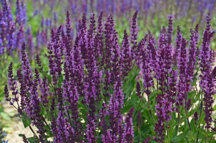 Bumbleberry Sage - Salvia nemorosa ''Bumbleberry'' (Sage) from Betty's Azalea Ranch