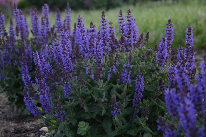 Bumbleblue Sage - Salvia nemorosa ''Bumbleblue'' PP30084 (Sage) from Betty's Azalea Ranch