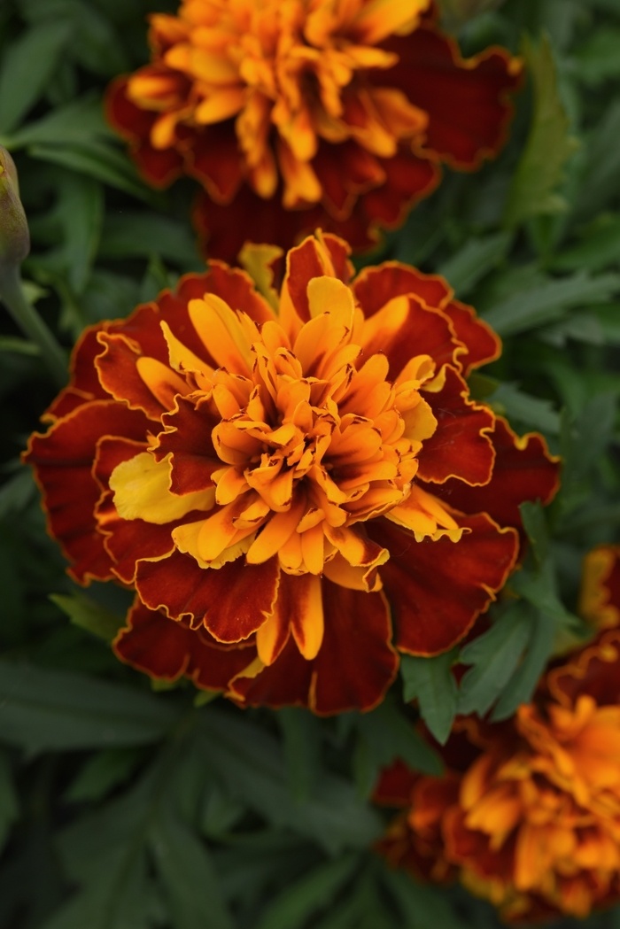 Bonanza Harmony - Tagetes patula ''Harmony'' (French Marigold) from Betty's Azalea Ranch