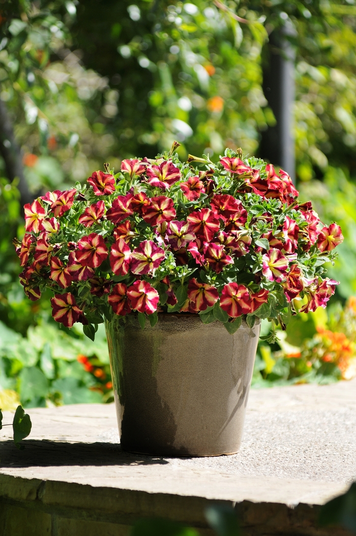 Cha-Ching Cherry Petunia - Petunia ''Cha-Ching Cherry'' Balpechay US7642436 (Petunia) from Betty's Azalea Ranch