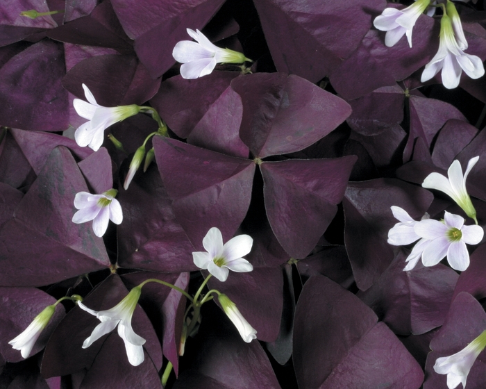 Charmed® Wine - Oxalis ''JROXBURWI'' PP17557, Can 2949 (Shamrock) from Betty's Azalea Ranch