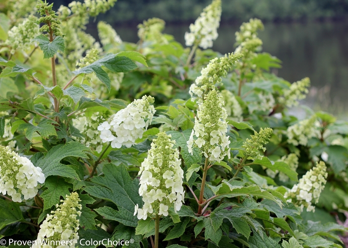 Gatsby Gal® Oakleaf Hydrangea - Hydrangea quercifolia ''Brenhill'' PP25106, Can5304 from Betty's Azalea Ranch