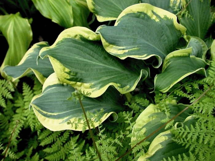 Shadowland® Wheee! - Hosta ''Wheee!'' PP23565, Can 4948 (Hosta, Plantain Lily) from Betty's Azalea Ranch