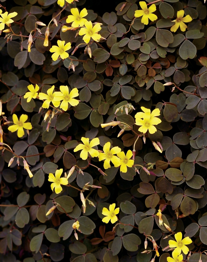 Zinfandel™ Oxalis - Oxalis vulcanicola ''Zinfandel™'' (Oxalis) from Betty's Azalea Ranch