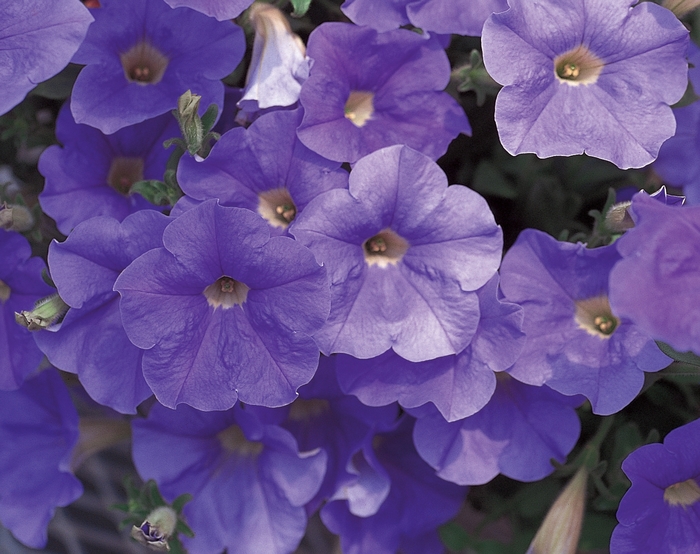 Surfinia® Sky Blue - Petunia ''Keilavbu'' PP13542, Can 1303 (Petunia) from Betty's Azalea Ranch