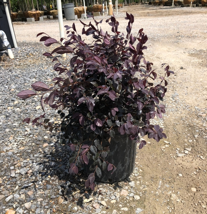 Ruby Chinese Fringe Flower - Loropetalum chinense ''Ruby'' (Chinese Fringe Flower) from Betty's Azalea Ranch