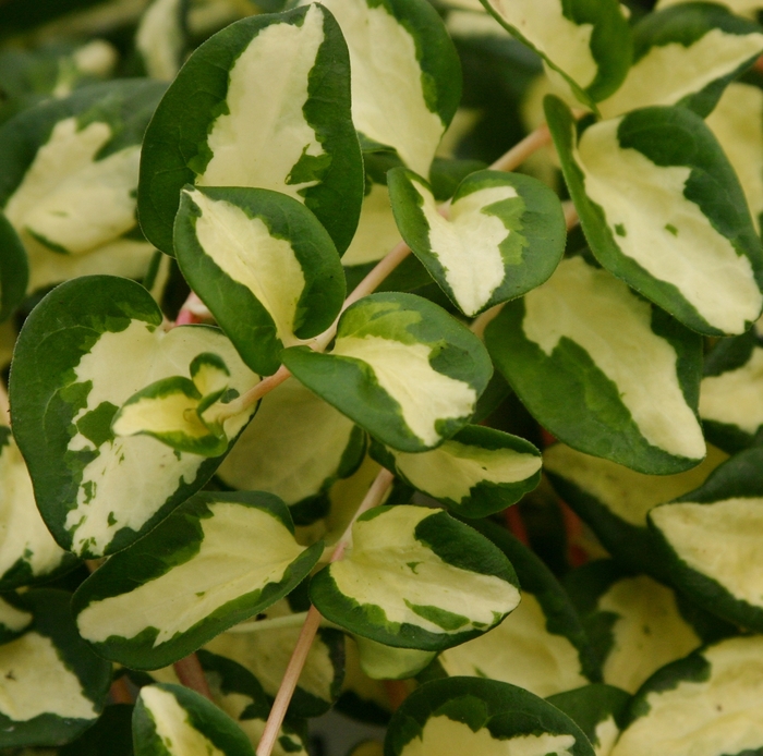 Proven Accents® Wojo''s Gem - Vinca major ''Wojo''s Gem'' PP11809 (Vinca) from Betty's Azalea Ranch