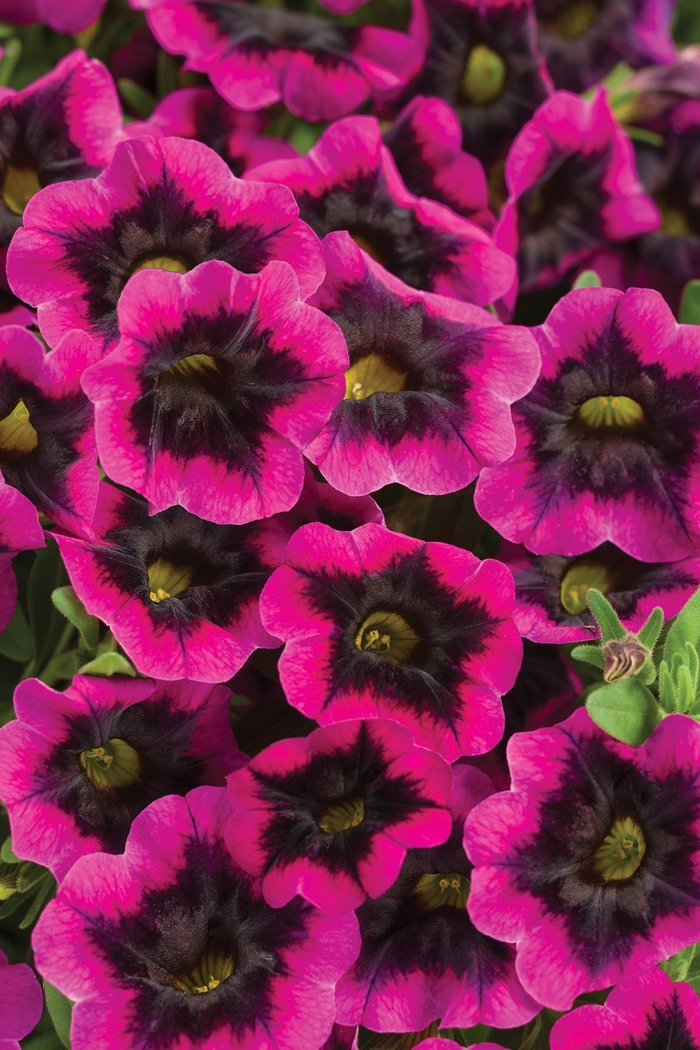 Superbells® Blackcurrant Punch™ - Calibrachoa ''BBCAL81801'' PPAF, Can PBRAF (Calibrachoa) from Betty's Azalea Ranch Superbells® Blackcurrant Punch™ - Calibrachoa ''BBCAL81801'' PPAF, Can PBRAF (Calibrachoa) from Betty's Azalea Ranch