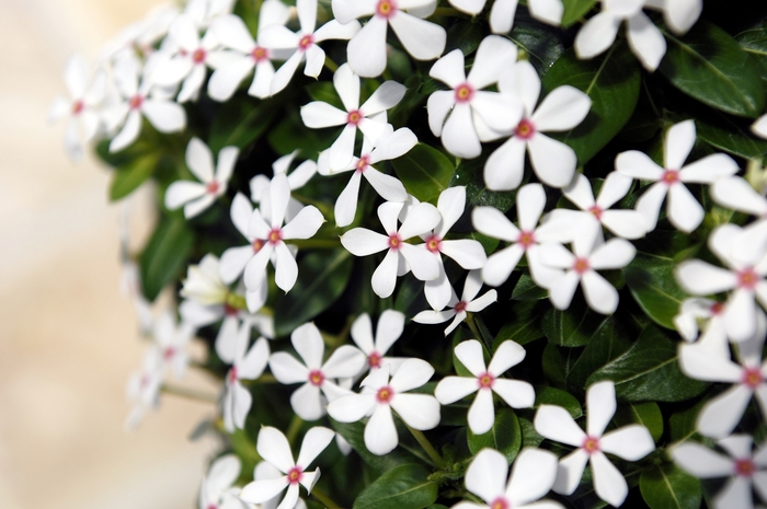 Soiree kawaii® White Peppermint - Catharanthus ''SUNCATFE 23'' PPAF (Vinca) from Betty's Azalea Ranch