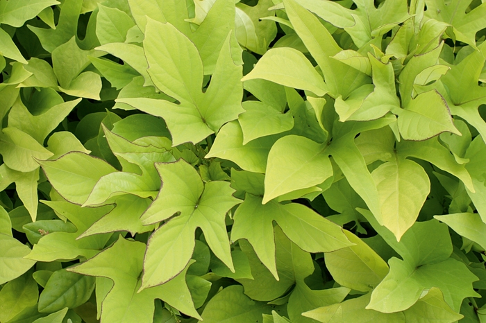 Sweet Caroline Light Green Sweet Potato Vine - Ipomoea batatas ''Sweet Caroline Light Green'' PP15028, Can 2975 (Sweet Potato Vine) from Betty's Azalea Ranch