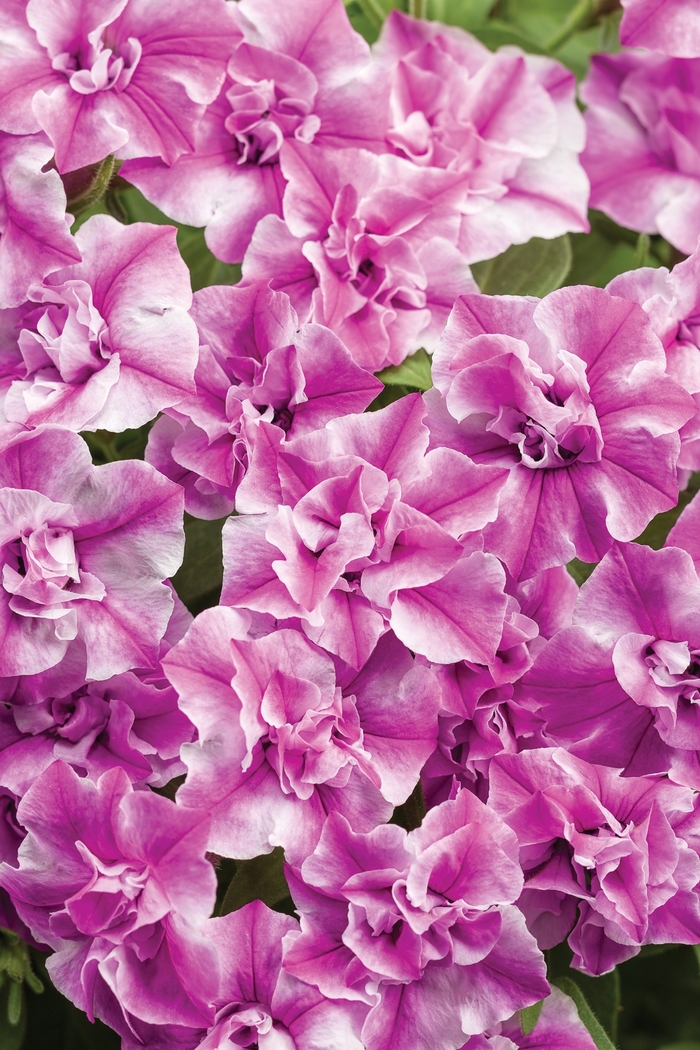 Supertunia® Sharon - Petunia ''BBTUN22503'' PPAF, Can PBRAF (Petunia) from Betty's Azalea Ranch