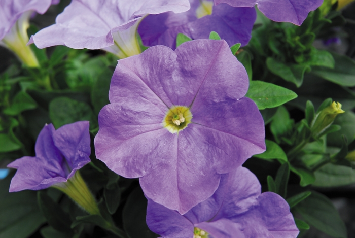 Headliner™ Sky Blue - Petunia from Betty's Azalea Ranch