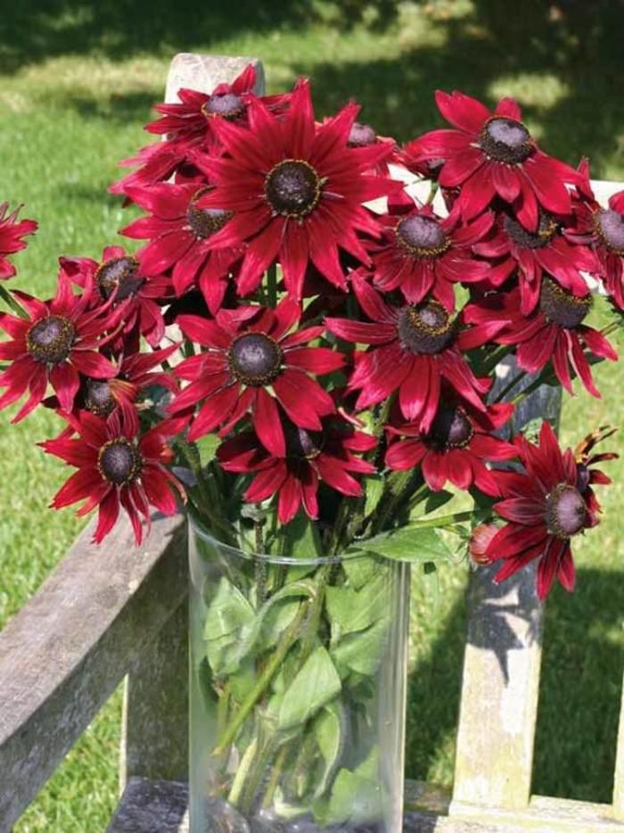 Assorted Black-Eyed Susan - Rudbeckia (Assorted Black-Eyed Susan) from Betty's Azalea Ranch