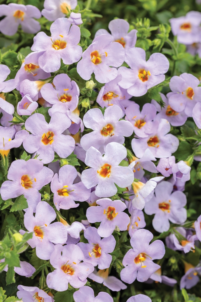 Snowstorm® Glacier Blue™ - Sutera cordata ''WINSUSNOGL'' PPAF, Can PBRAF (Bacopa) from Betty's Azalea Ranch