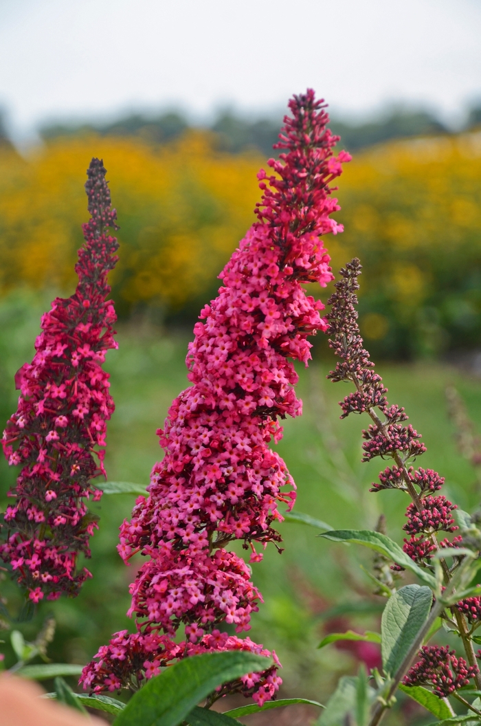 Monarch® Prince Charming - Buddleia davidii ''Prince Charming'' (Butterfly Bush) from Betty's Azalea Ranch