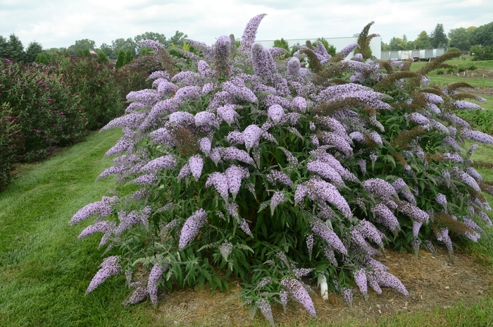 Grand Cascade Butterfly Bush - Buddleia ''Grand Cascade'' PP30868 (Butterfly Bush) from Betty's Azalea Ranch