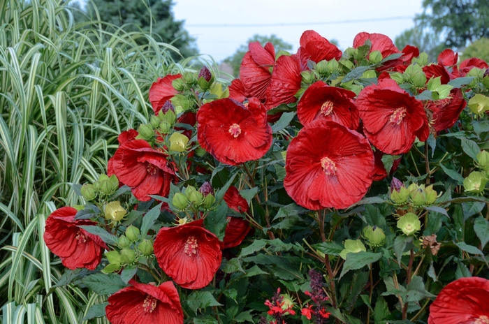 Summerific® Cranberry Crush - Hibiscus ''Cranberry Crush'' PP21984 (Rose Mallow) from Betty's Azalea Ranch