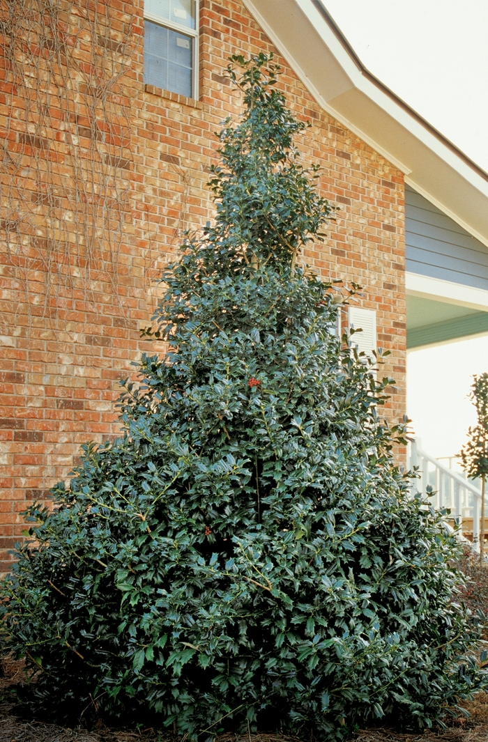 Robin™ Red Holly - Ilex ''Conin'' PP9486 (Red Holly) from Betty's Azalea Ranch