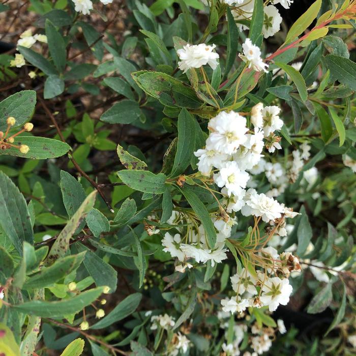 Double Bridal Wreath - Spiraea cantoniensis (Double Bridal Wreath) from Betty's Azalea Ranch