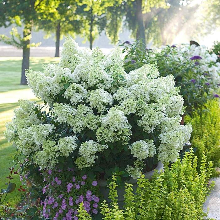 Bobo® Panicle Hydrangea - Hydrangea paniculata ''ILVOBO'' PP 22,782, Can 4910 (Panicle Hydrangea) from Betty's Azalea Ranch