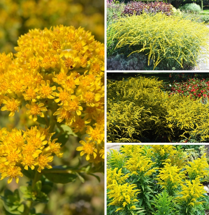 Multiple Varieties Goldenrod - Solidago ''Multiple Varieties'' (Goldenrod) from Betty's Azalea Ranch