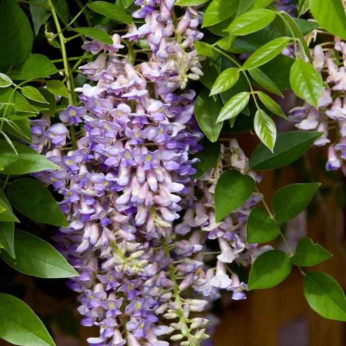 Summer Cascade™ - Wisteria macrostachya from Betty's Azalea Ranch