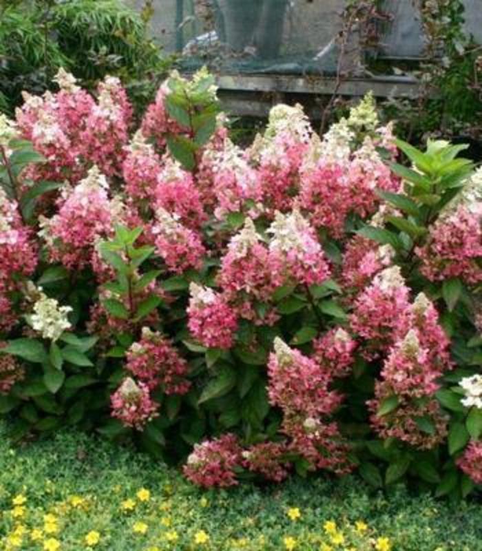 Lava Lamp™ Flare™ - Hydrangea paniculata ''Flare™'' (Hydrangea) from Betty's Azalea Ranch