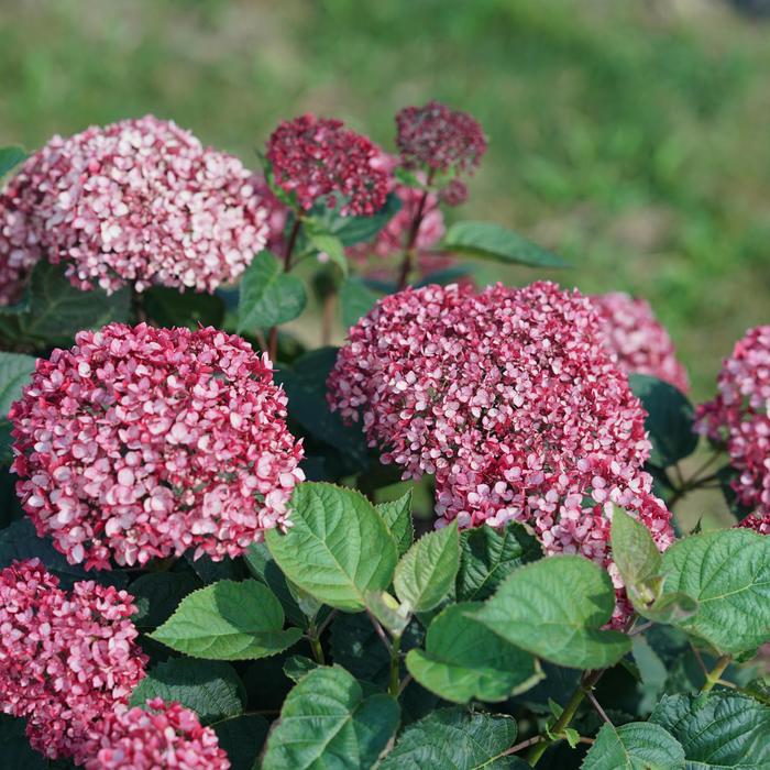 'Invincibelle Garnetta®' Smooth Hydrangea - Hydrangea arborescens from Betty's Azalea Ranch