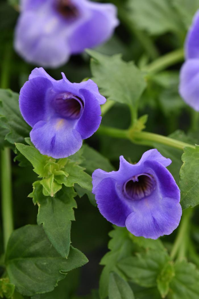 Summer Wave® Large Blue - Torenia ''SUNrenilabu'' PP10843, Can 1066 (Wishbone Flower) from Betty's Azalea Ranch