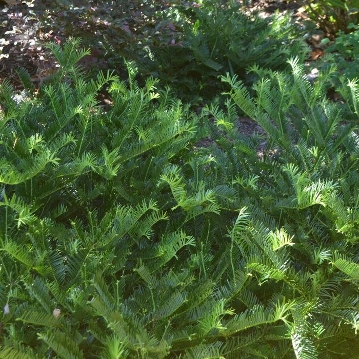 'Prostrata' Prostrate Japanese plum yew - Cephalotaxus harringtonia from Betty's Azalea Ranch