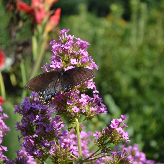 Jeana Garden Phlox - Phlox paniculata ''Jeana'' (Garden Phlox) from Betty's Azalea Ranch