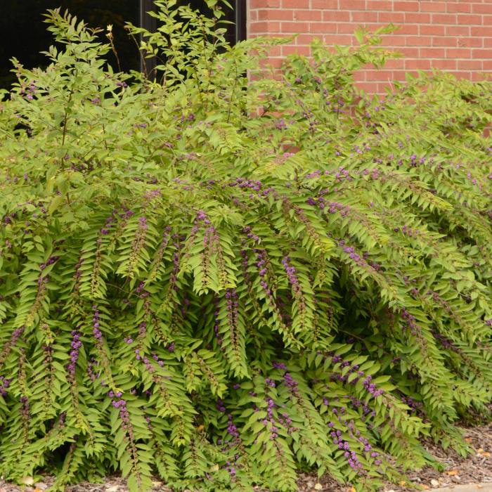 Issai Beautyberry - Callicarpa dichotoma ''Issai'' (Beautyberry) from Betty's Azalea Ranch