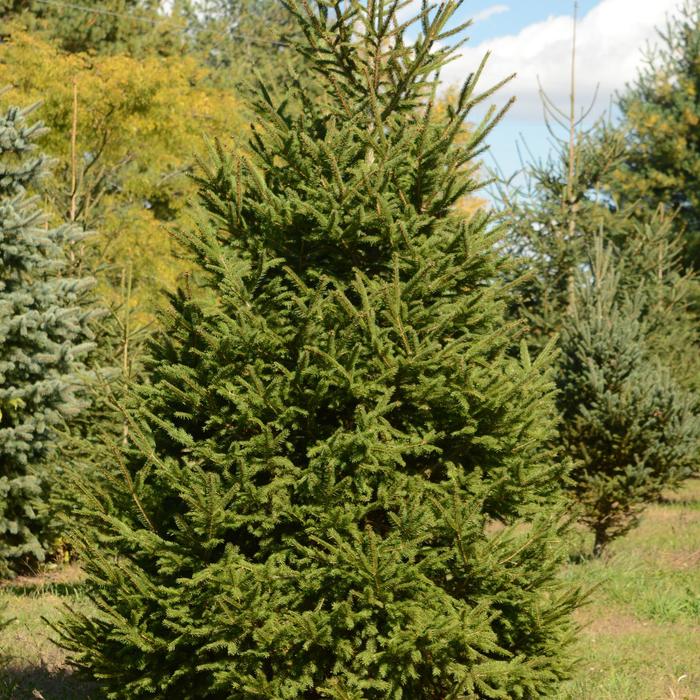 Norway Spruce - Picea abies (Norway Spruce) from Betty's Azalea Ranch