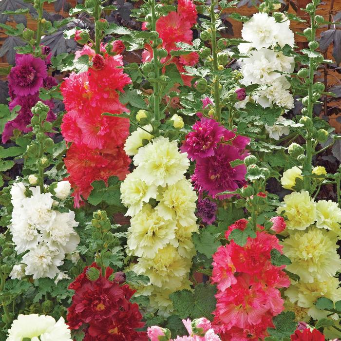 Spring Celebrities 'Mix' - Alcea rosea (Hollyhock) from Betty's Azalea Ranch Spring Celebrities 'Mix' - Alcea rosea (Hollyhock) from Betty's Azalea Ranch