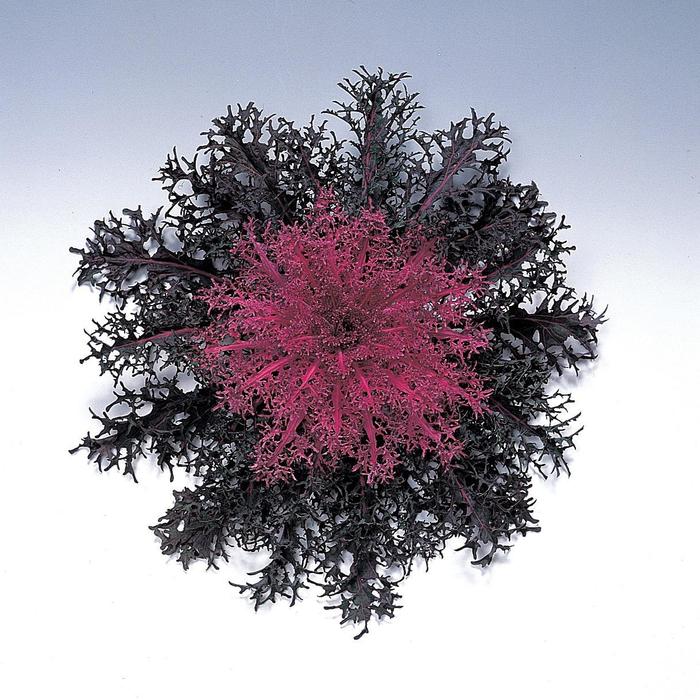 'Peacock Red' Ornamental Kale - Brassica oleracea from Betty's Azalea Ranch 'Peacock Red' Ornamental Kale - Brassica oleracea from Betty's Azalea Ranch