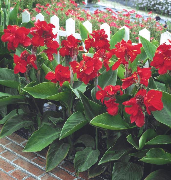 Tropical Red Canna Lily - Canna x generalis ''Tropical Red'' (Canna Lily) from Betty's Azalea Ranch