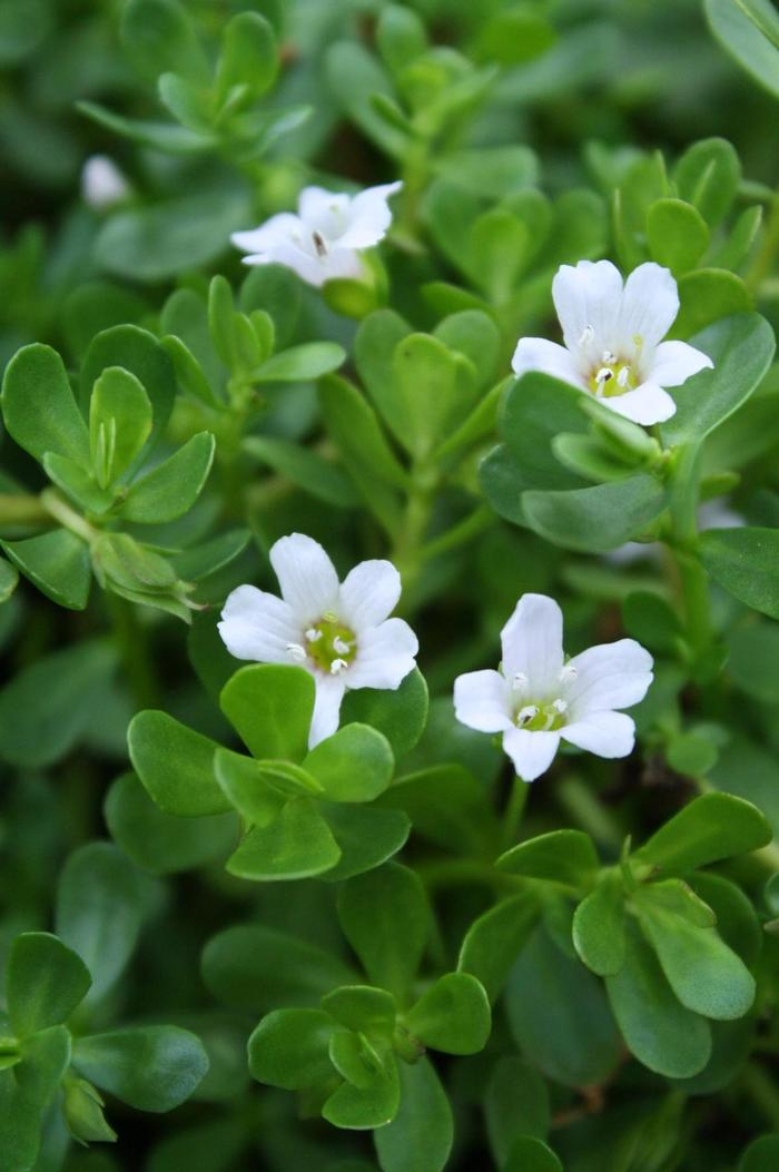 Bacopa - Bacopa monnieri (Bacopa) from Betty's Azalea Ranch