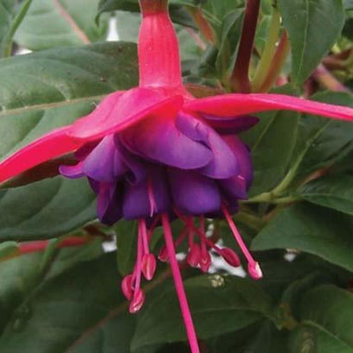 'Dollar Princess' Upright Fuchsia - Fuchsia from Betty's Azalea Ranch 'Dollar Princess' Upright Fuchsia - Fuchsia from Betty's Azalea Ranch