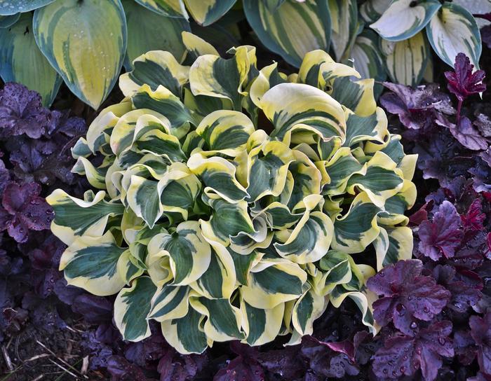 Mini Skirt Hosta, Plantain Lily - Hosta ''Mini Skirt'' PP26743 (Hosta, Plantain Lily) from Betty's Azalea Ranch