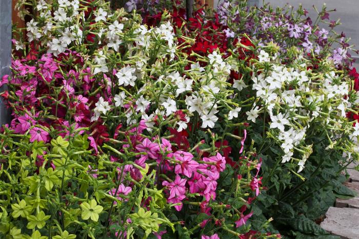 Perfume Ball Mix - Nicotiana x alata ''Ball Mix'' (Flowering Tobacco) from Betty's Azalea Ranch